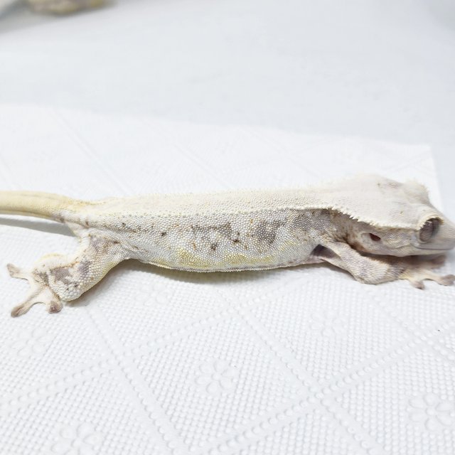 솔리드백 릴리화이트