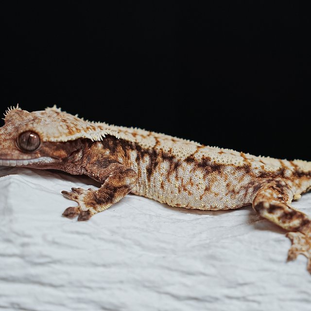 트라이 익스트림할리퀸