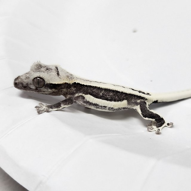Full Pinstripe Lilly Axanthic