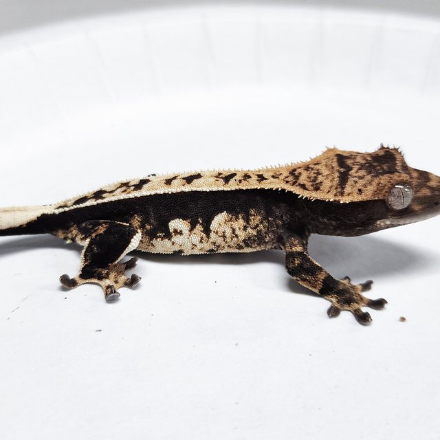 Full Pinstripe 100% Het Axanthic