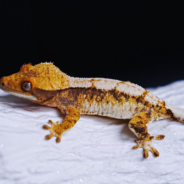 Tri Extreme Harlequin