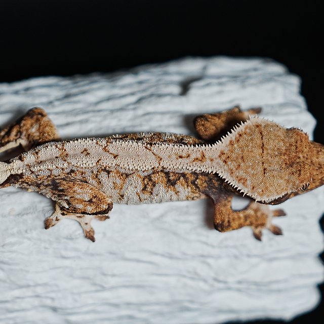 Tri Extreme Harlequin
