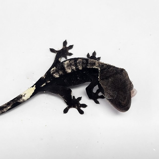 Sable Axanthic