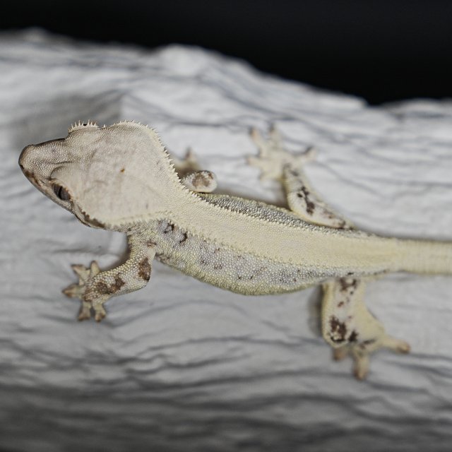 Full Pinstripe Lilly White Solid Back