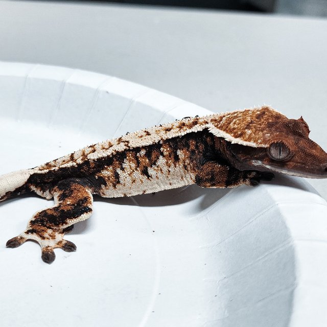 Tri Extreme Harlequin