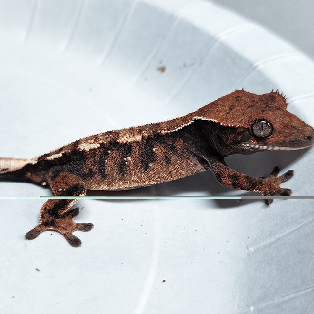 100% Het Axanthic Sable