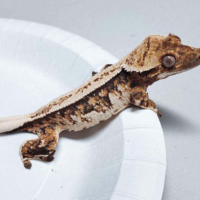 Full Pinstripe Tri Extreme Harlequin