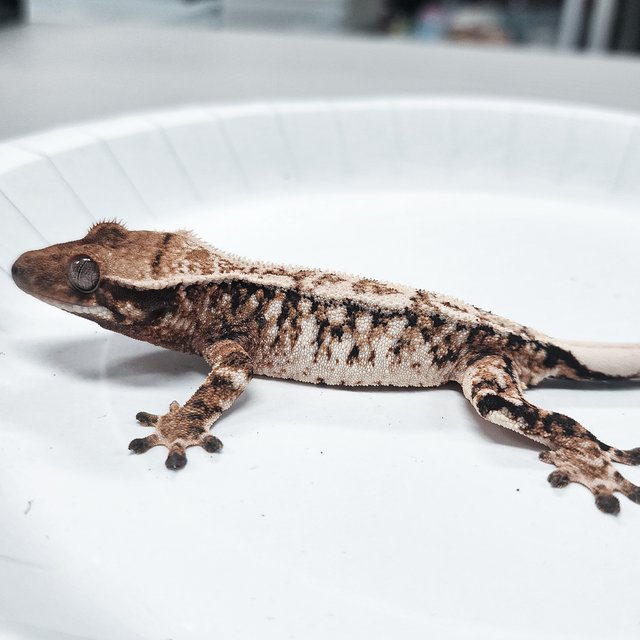 Tri Extreme Harlequin