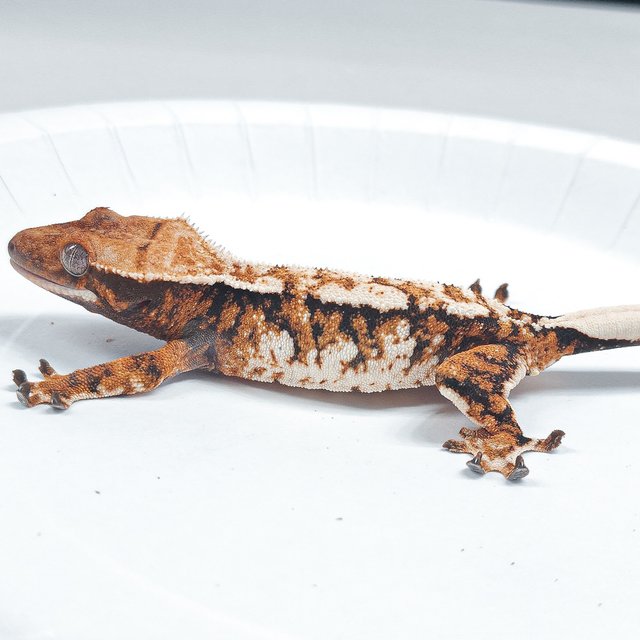 Tri Extreme Harlequin