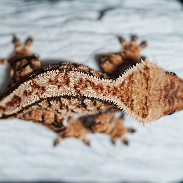 트라이 익스트림할리퀸