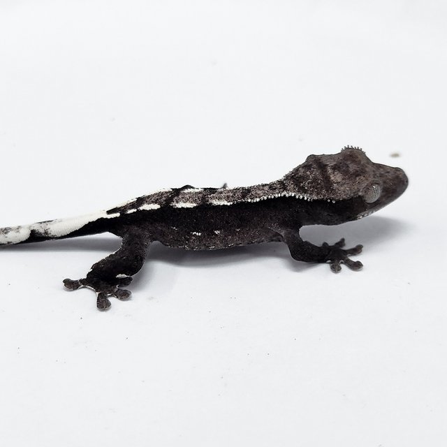 Axanthic