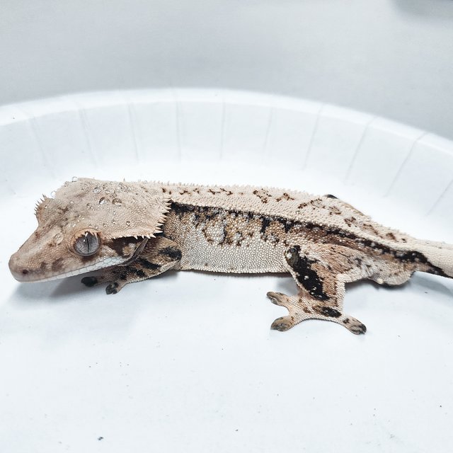 Tri Extreme Harlequin