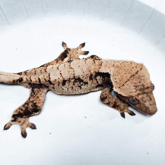 Tri Extreme Harlequin