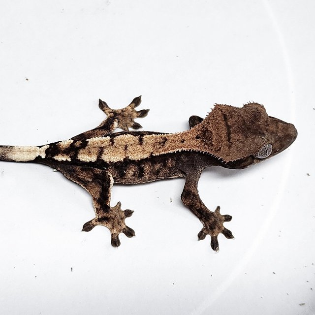 100% Het Axanthic Sable