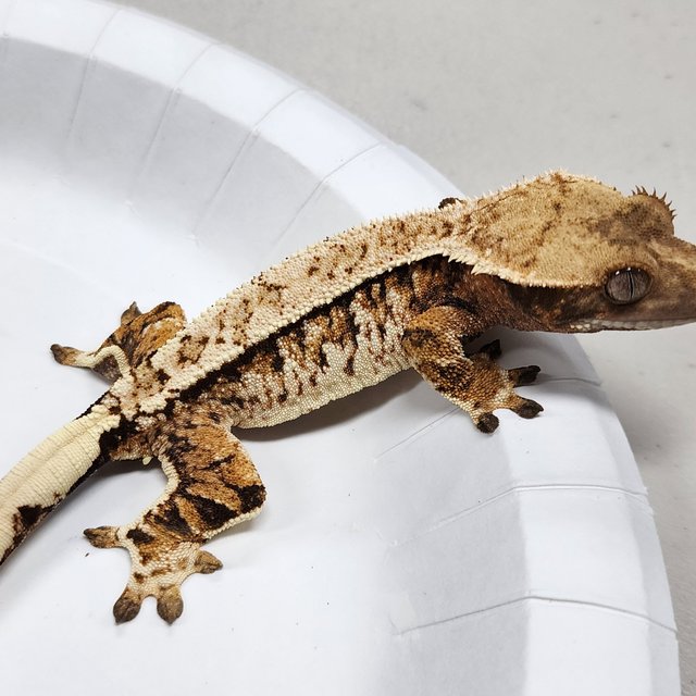 Tri Extreme Harlequin