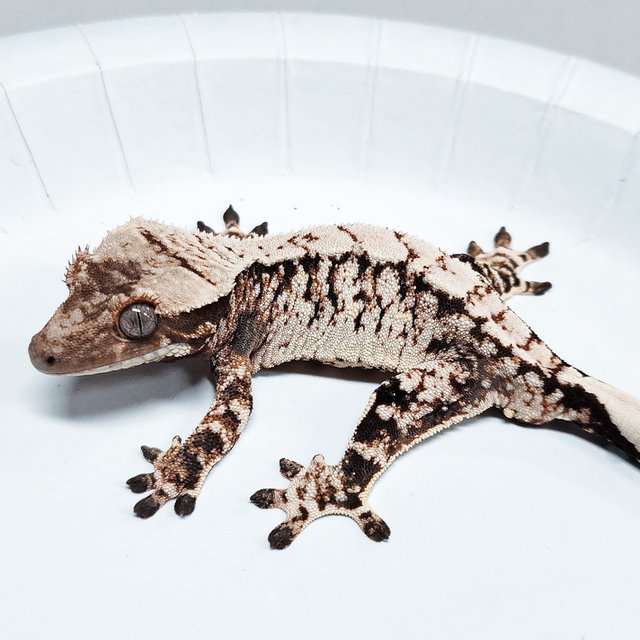 Tri Extreme Harlequin