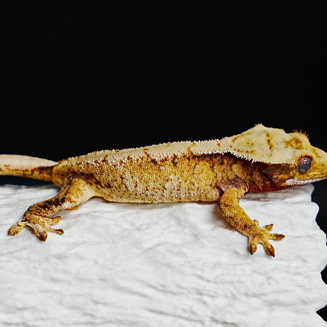 Tri Extreme Harlequin