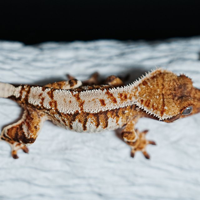 트라이 익스트림할리퀸