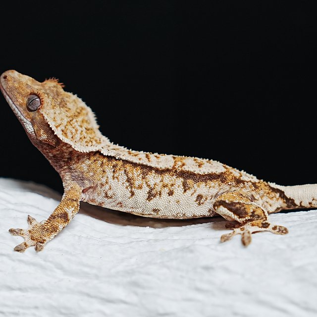 Extreme Harlequin Tri