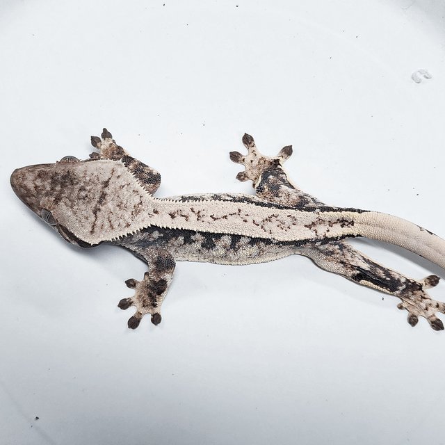 Tri Extreme Harlequin