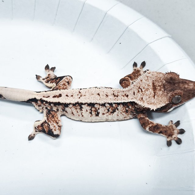 Tri Extreme Harlequin