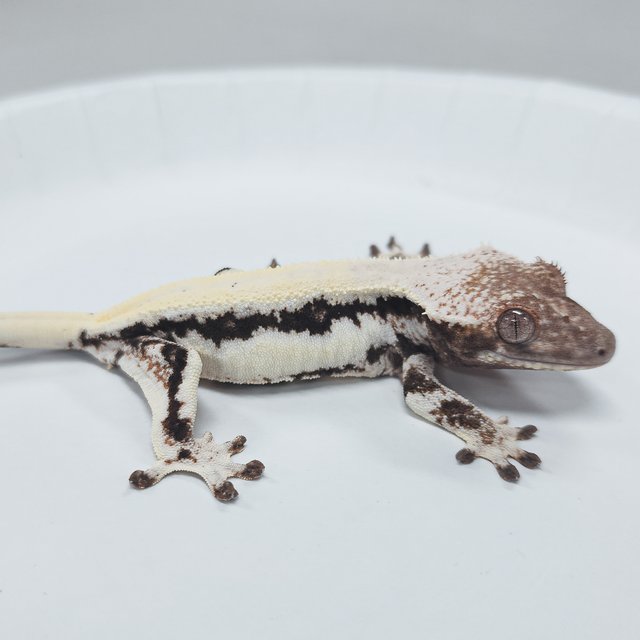 100% Het Axanthic LW Sable