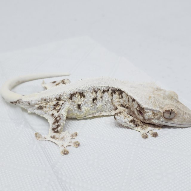 솔리드백 릴리화이트