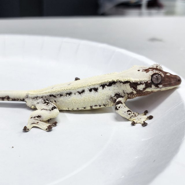 Full Pinstripe LW Sable
