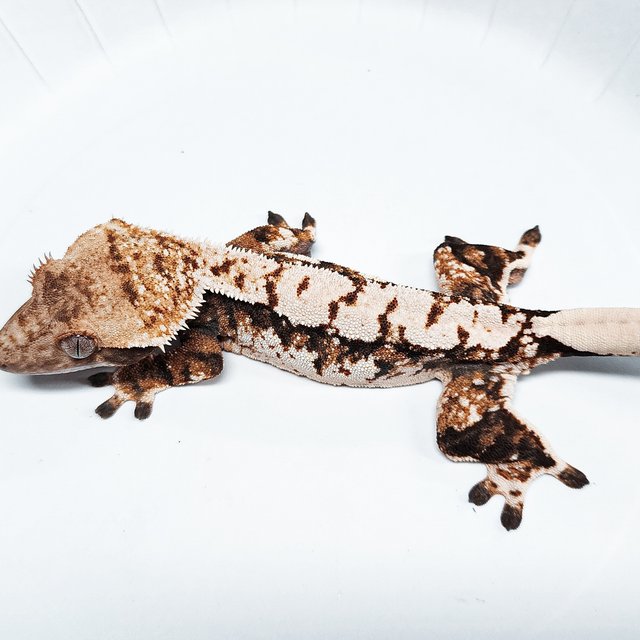 Extreme Harlequin Tri