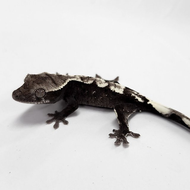 Sable Axanthic