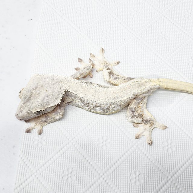 솔리드백 릴리화이트