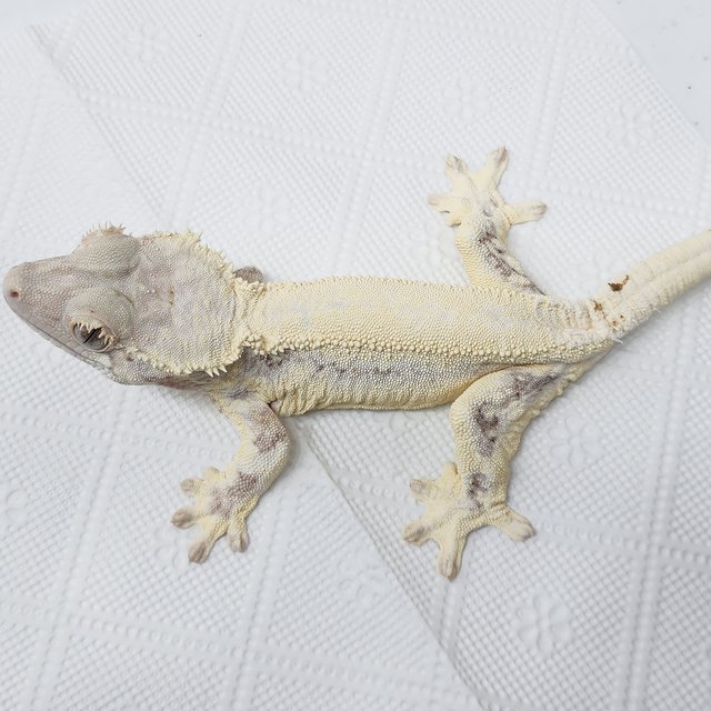 풀핀 솔리드백 릴리화이트