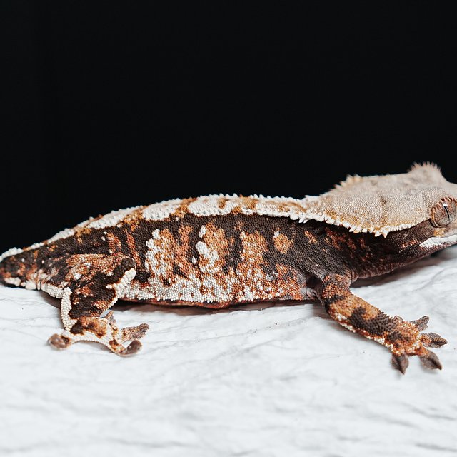 트라이 익스트림할리퀸