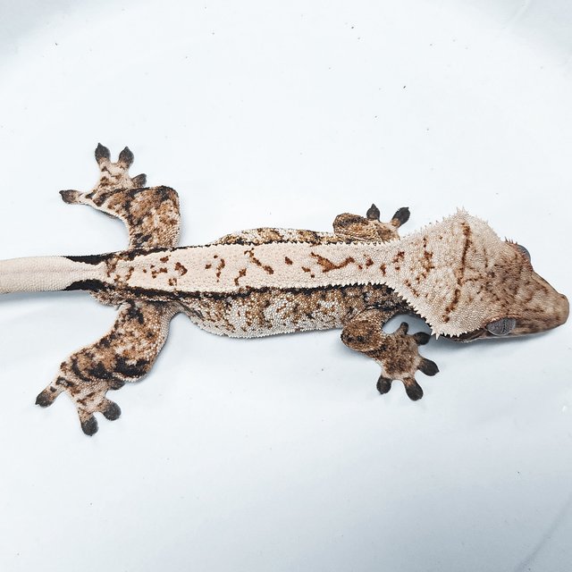 Tri Extreme Harlequin
