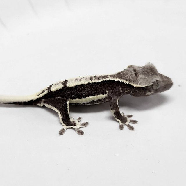 Lilly Axanthic