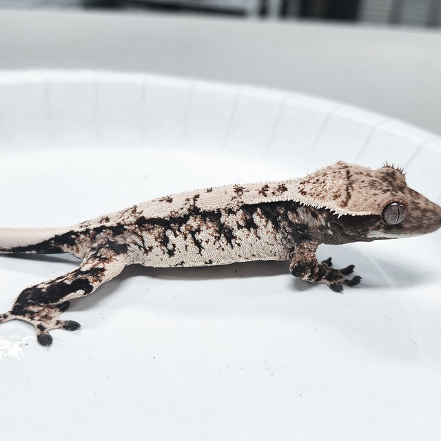 Tri Extreme Harlequin