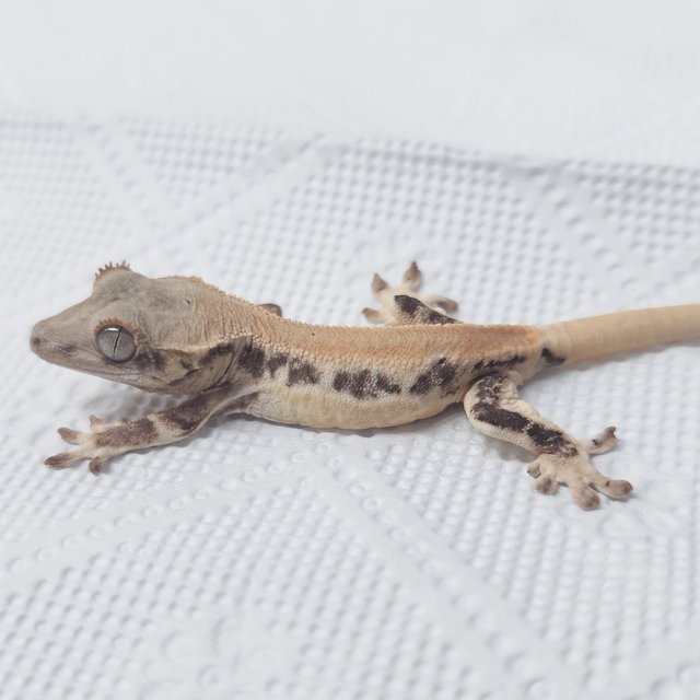 Lilly 100% Het Axanthic