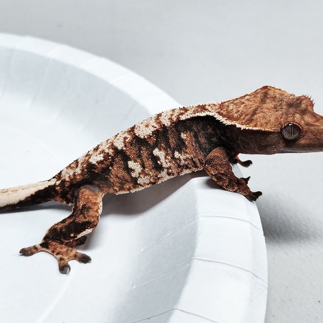 Tri Extreme Harlequin