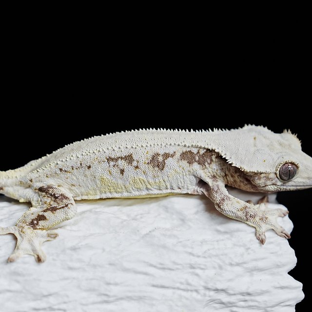 Full Pinstripe Solid Back Lilly White