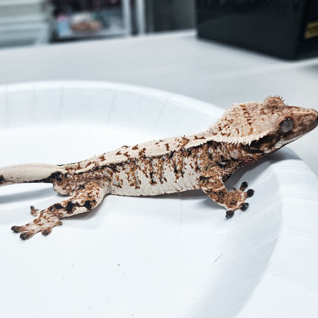 Extreme Harlequin Tri