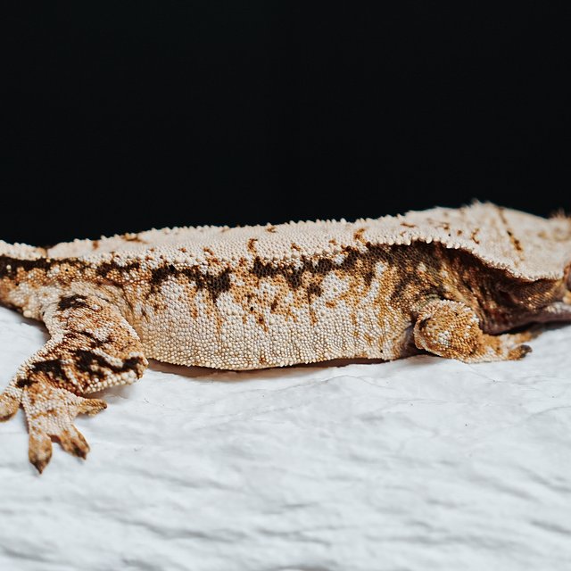 트라이 익스트림할리퀸