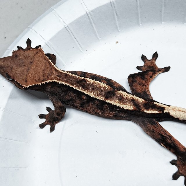 Sable 100% Het Axanthic
