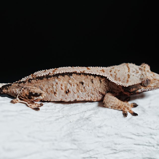 Extreme Harlequin Tri