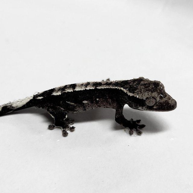 Axanthic