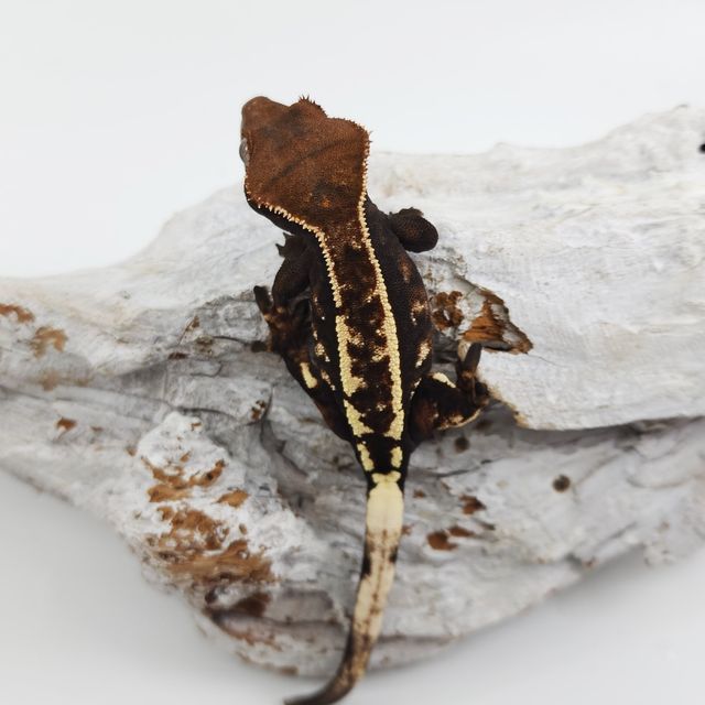 세이블