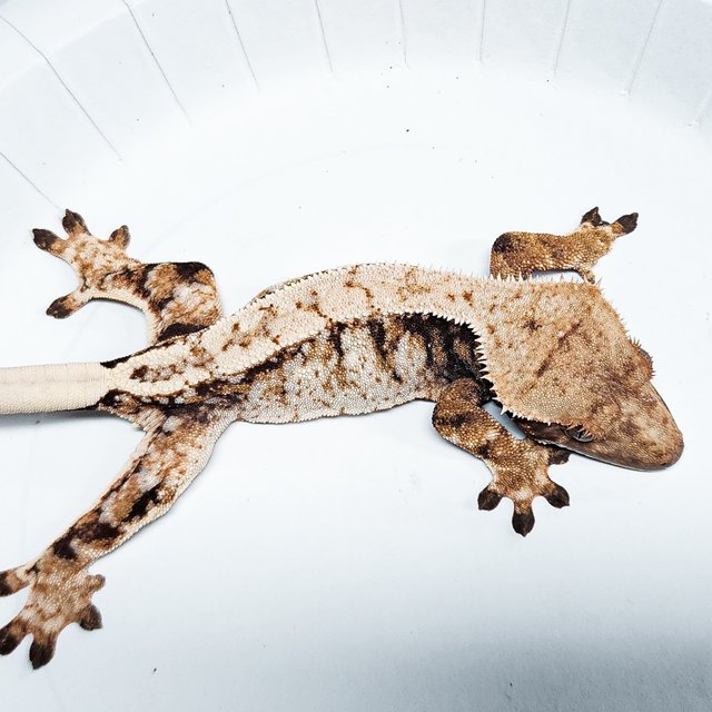 Tri Extreme Harlequin