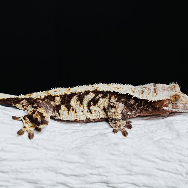 Tri Extreme Harlequin