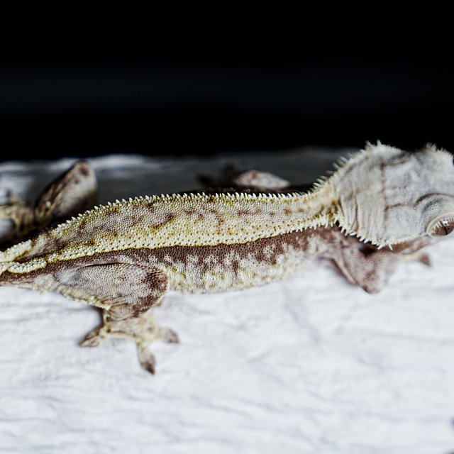 Tri Extreme Harlequin