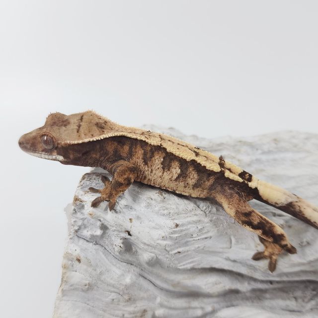 세이블