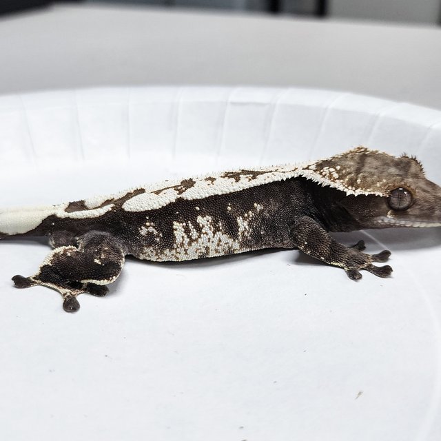 Sable 100% Het Axanthic